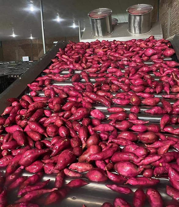 images/1663140965045Clasificadoras de camote en Colombia.jpg